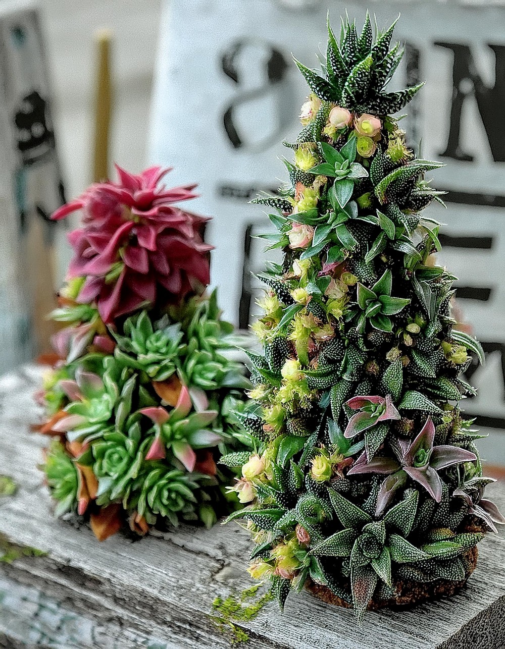 Add a Festive Sparkle to Succulent Tree with Jingle Bells