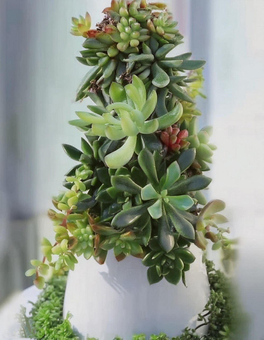 Maximize Space with a Compact Succulent Tree