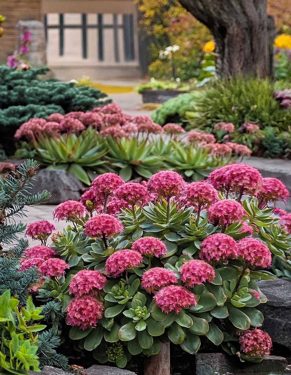 Autumn Joy Sedum