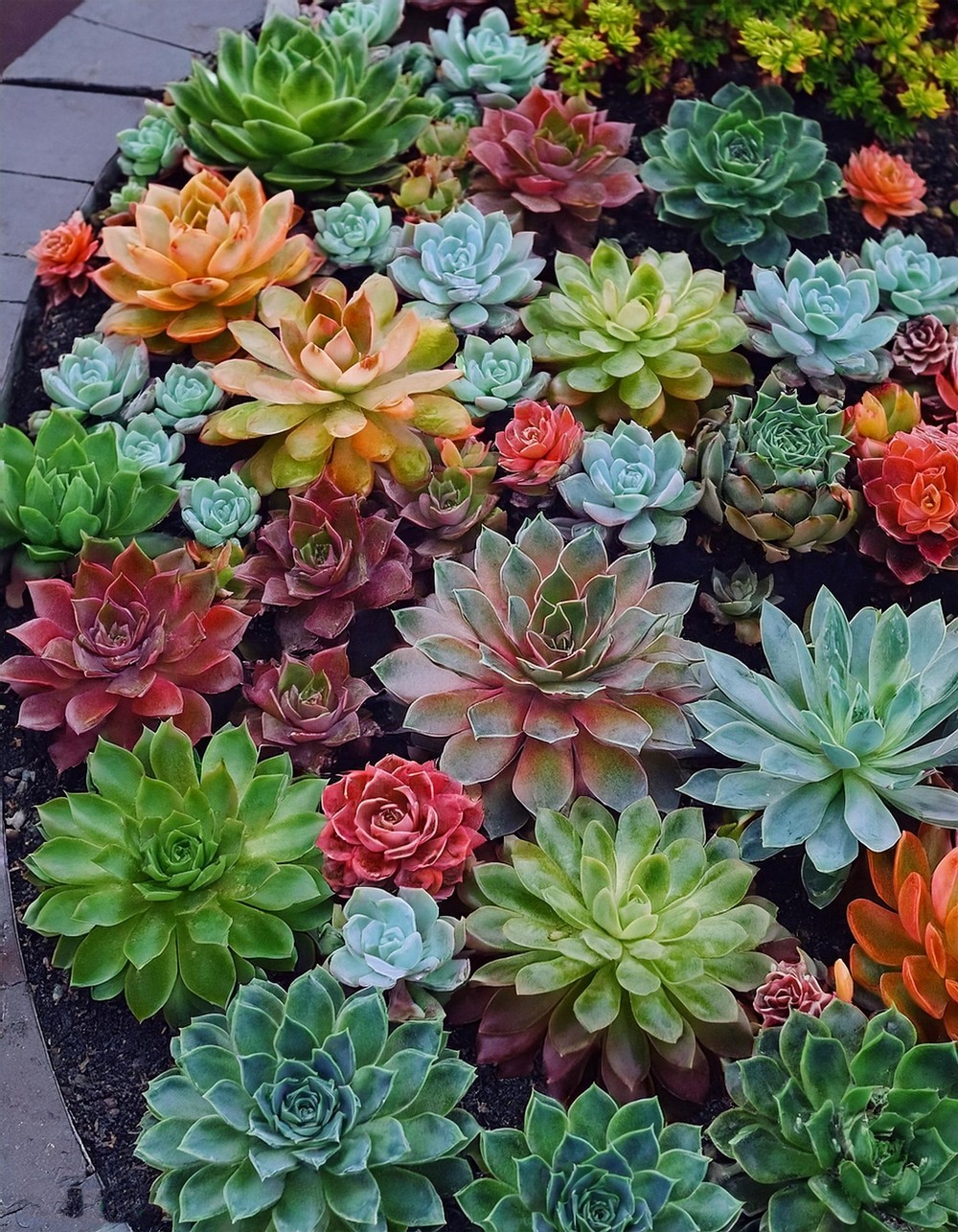 Colorful Succulent Borders