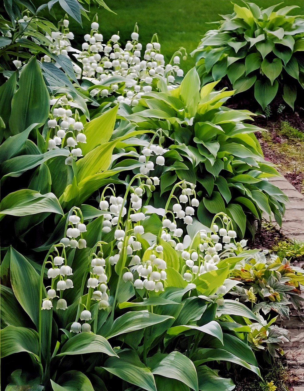 Create a Beautiful Border with Lily of the Valley and Hostas