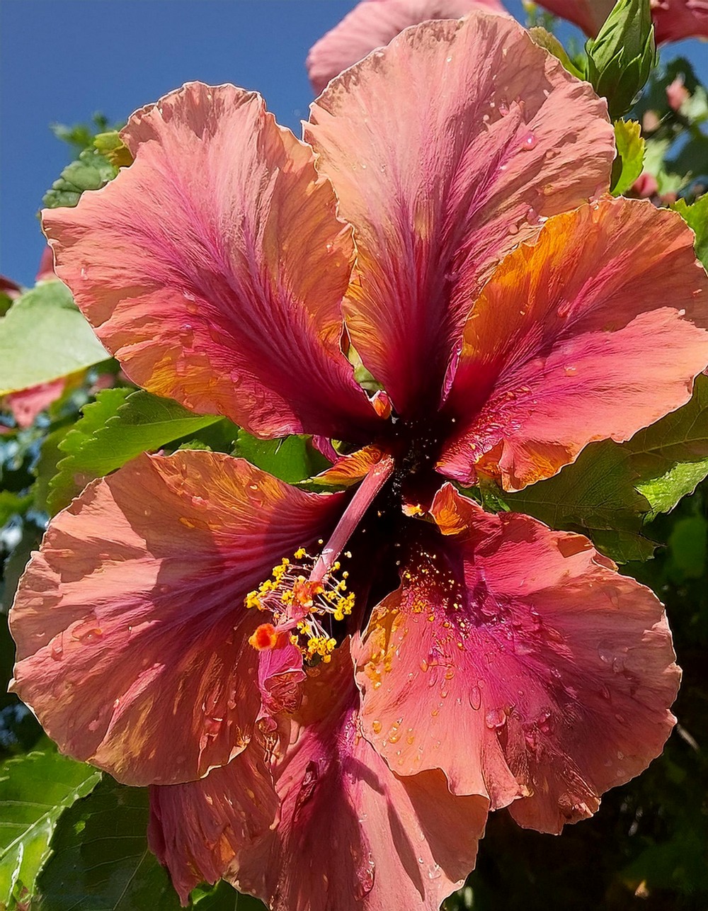 Hibiscus