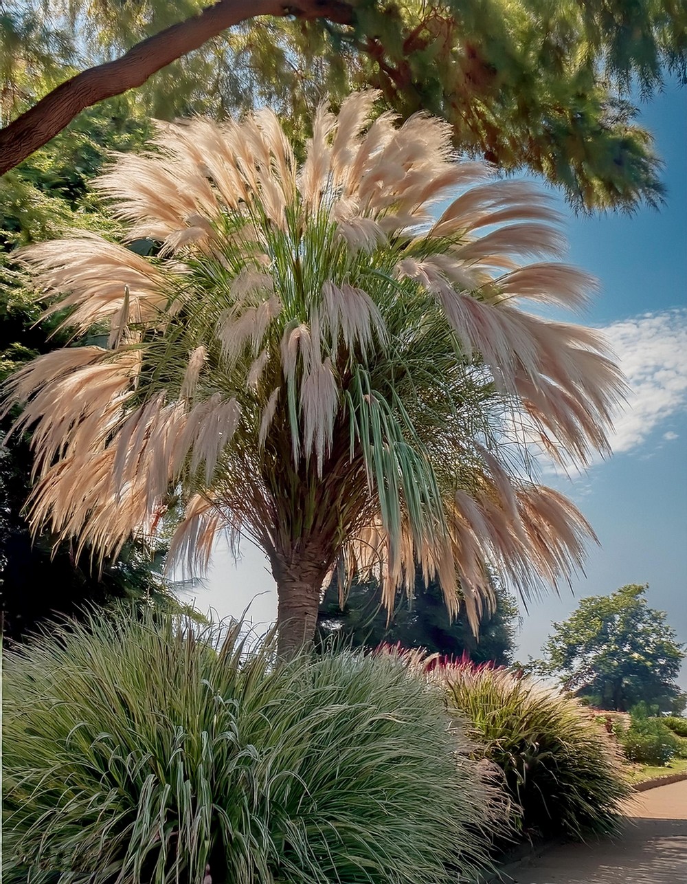 Incorporate Ornamental Grasses for Texture and Movement