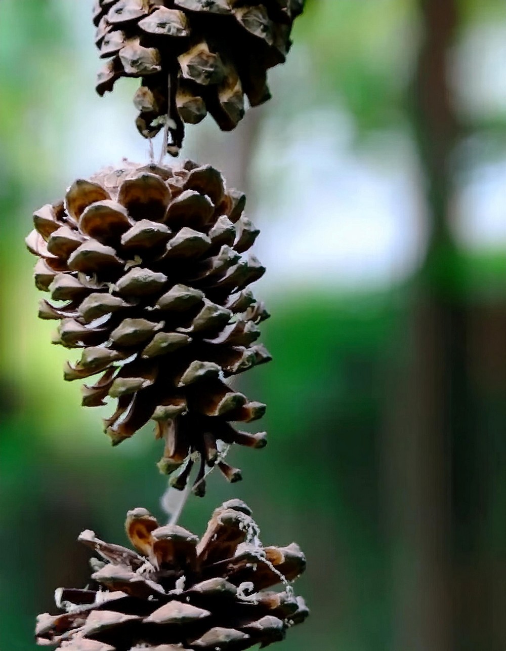 Keep It Natural Pinecone Rain Chain