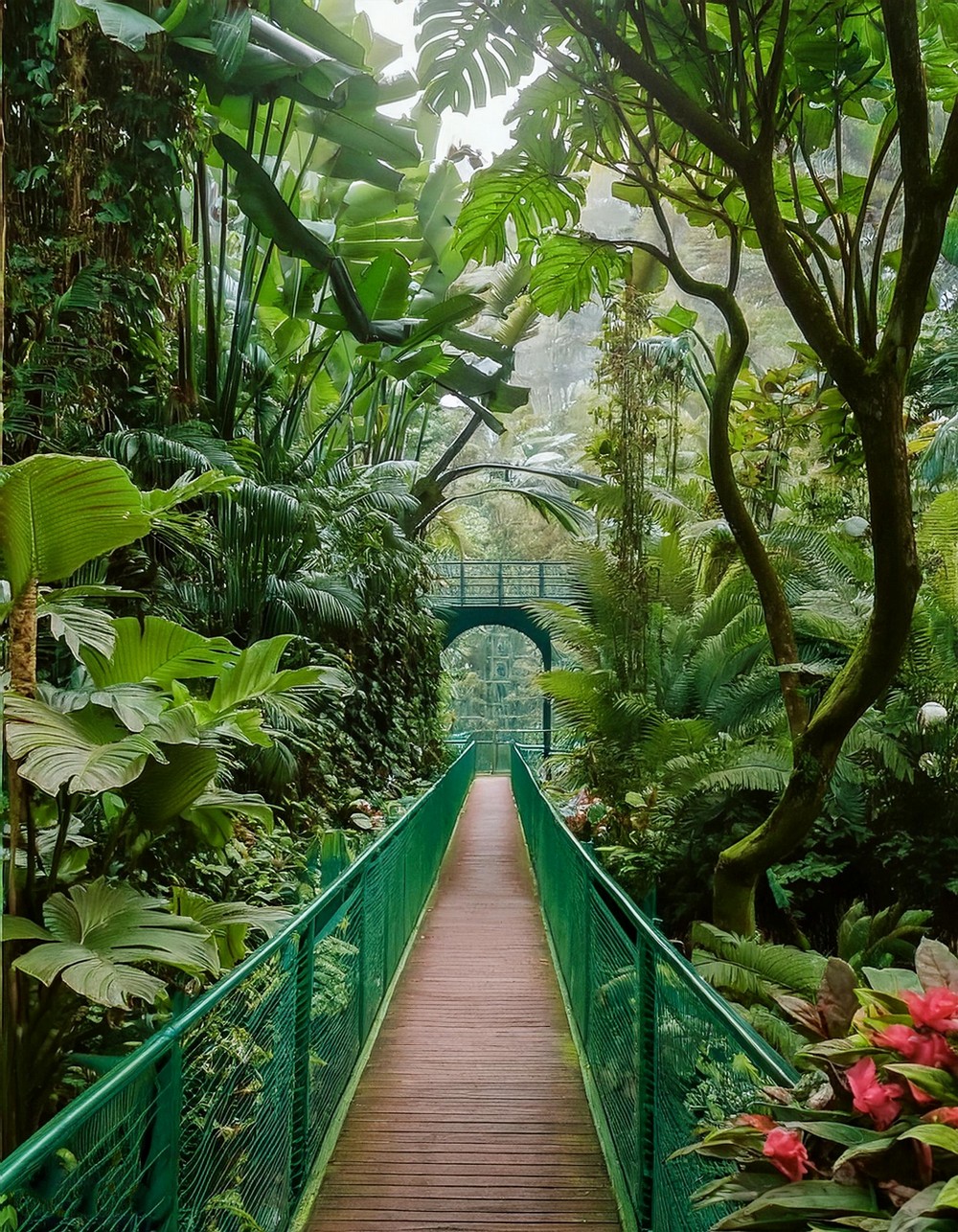 Lush Canopy Walkway