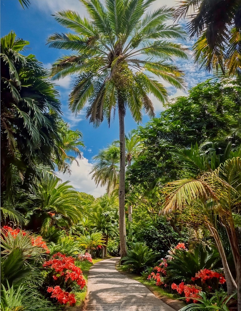 Palm Tree Focal Point