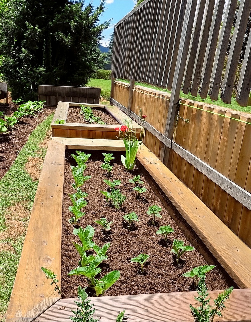 Raised Garden Bed Idea Using Treated Lumber