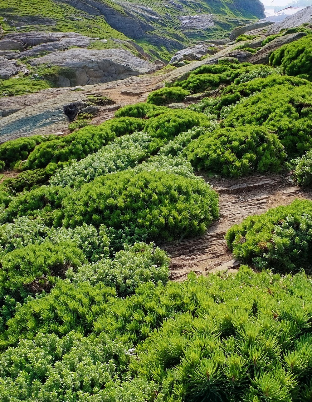 Slope-Stabilizing Ground Covers