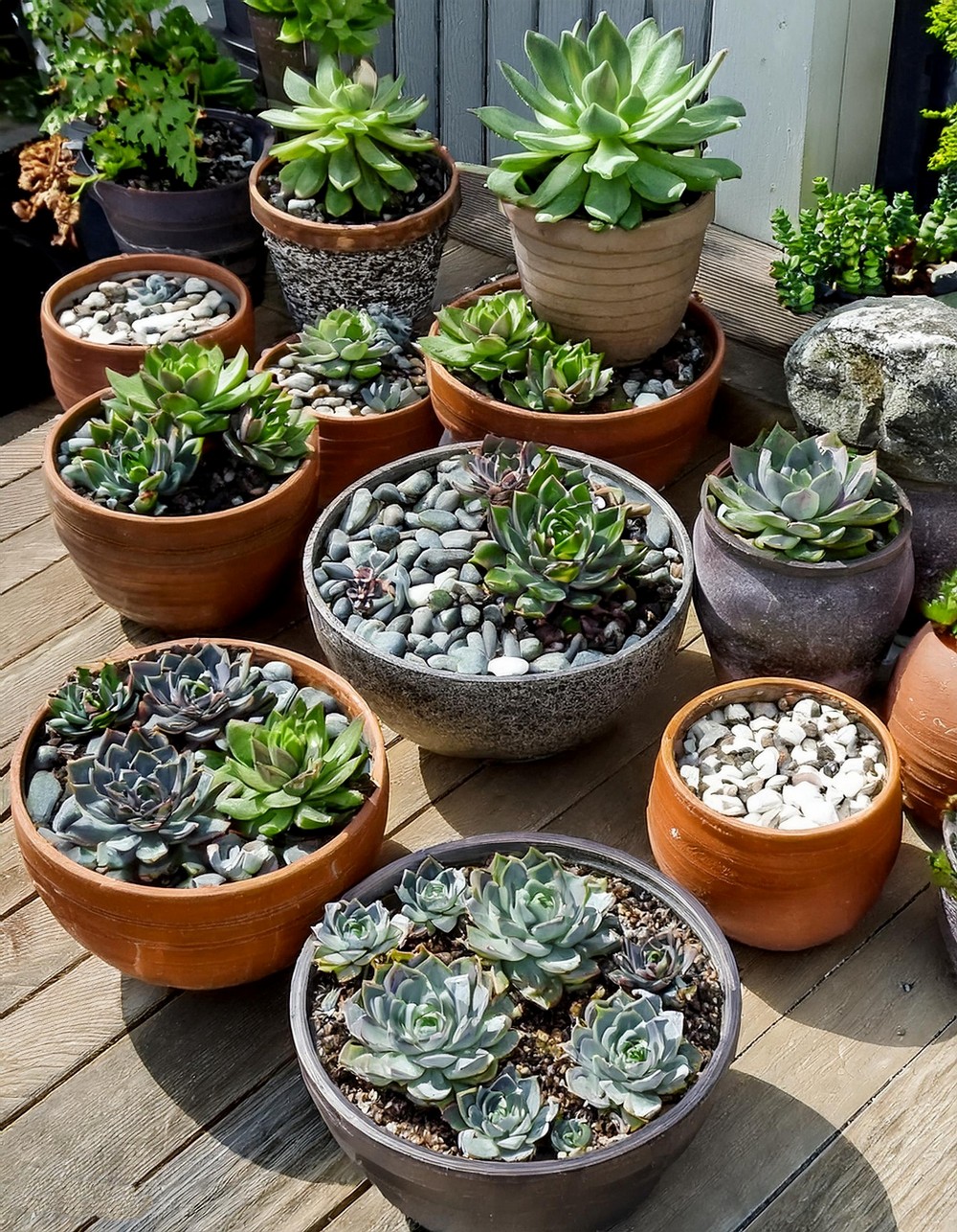 Succulent Container Gardens