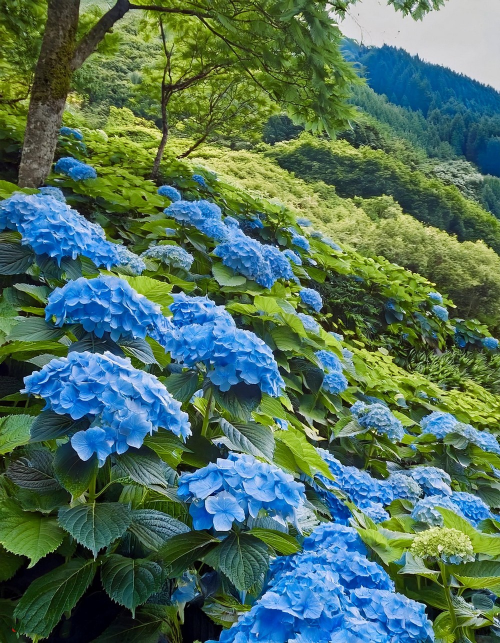 Cascading Hydrangeas Down a Slope