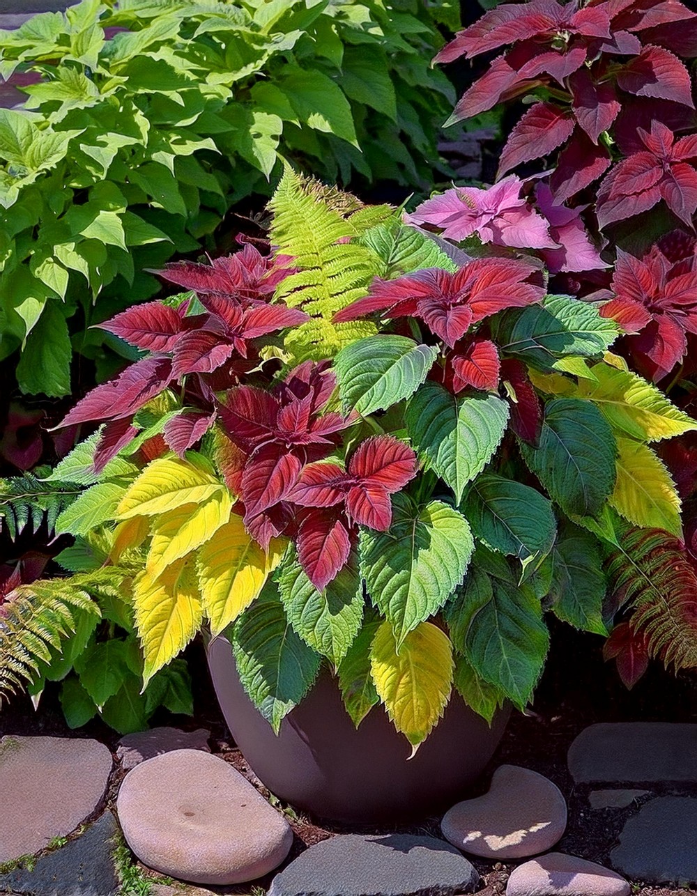 Coleus and Fern Friendship Planter