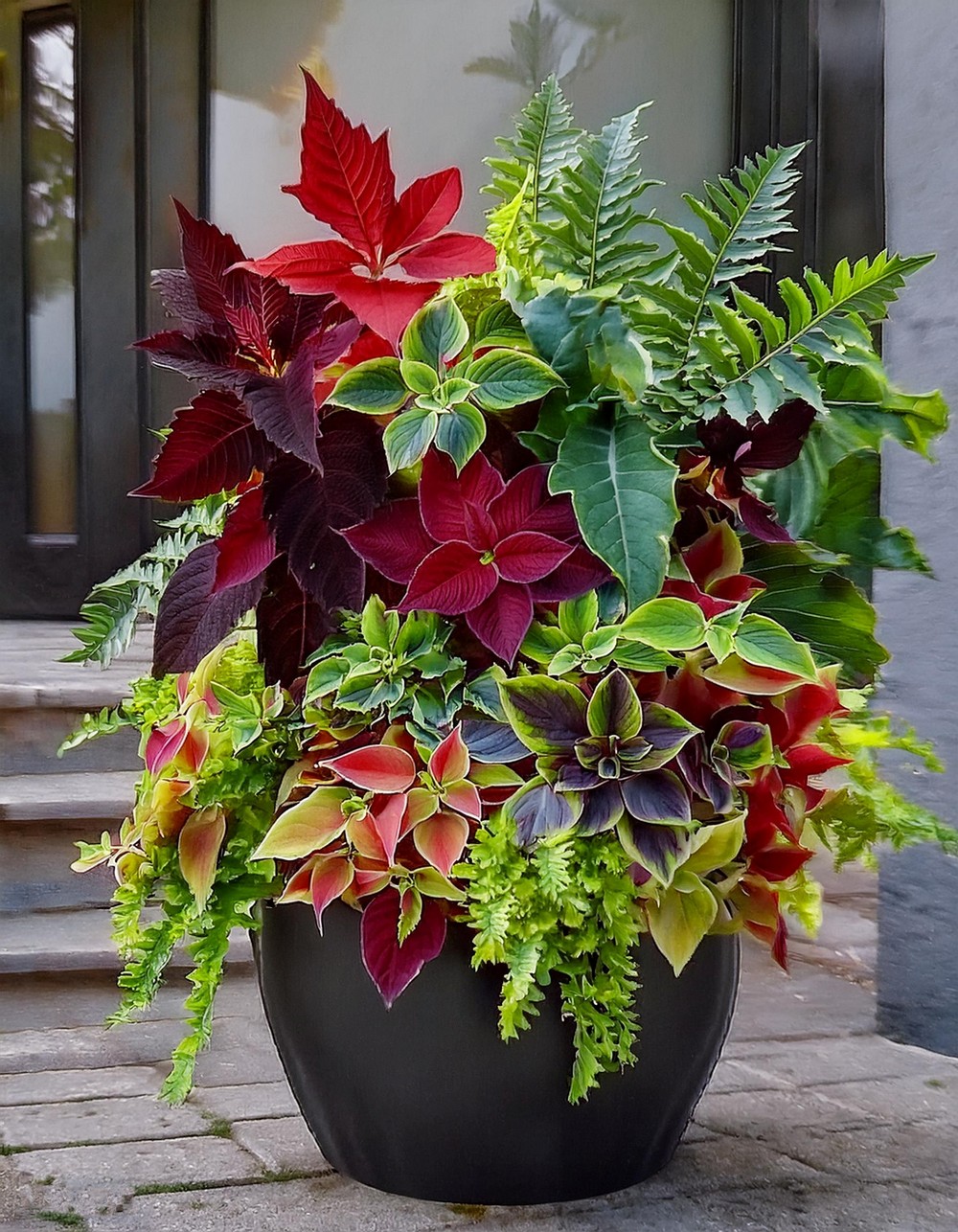 Coleus and Succulent Combo