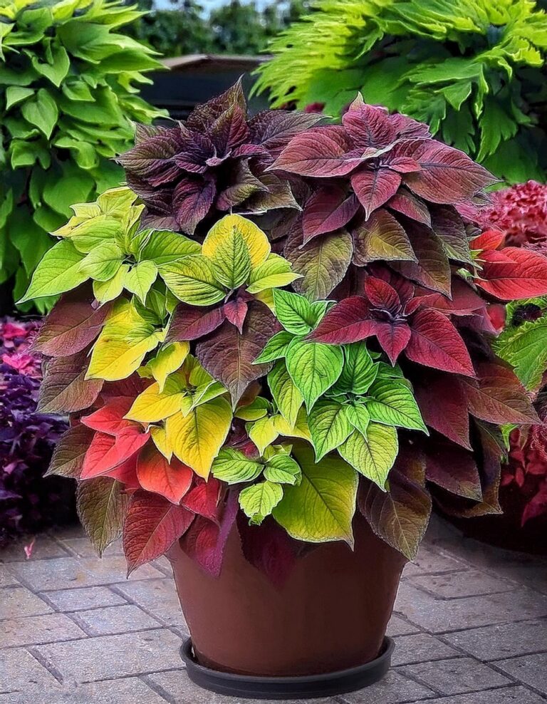 Color-Blocked Coleus Container