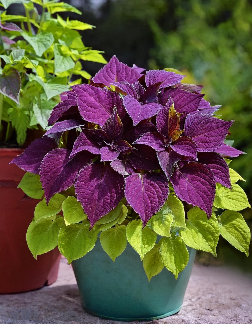 Combine Coleus with Soft Herbs