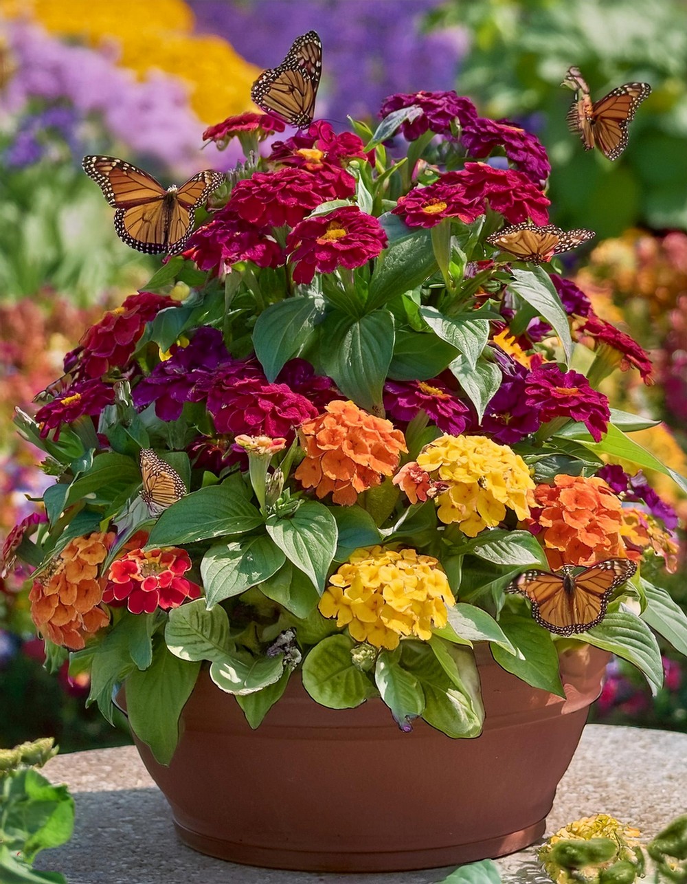 Create a Coleus Container with Butterfly-Friendly Flowers