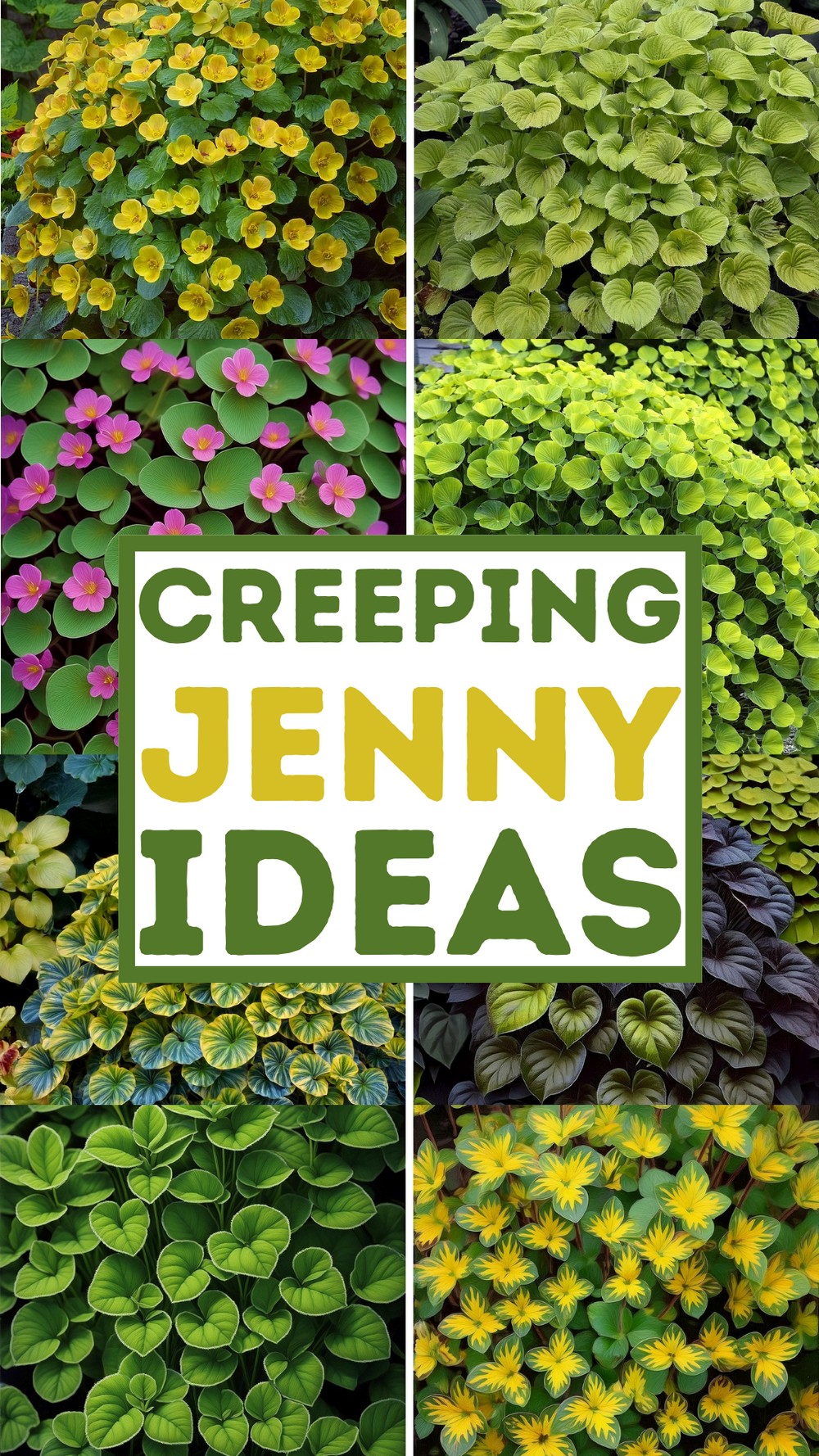 Creeping Jenny Ideas