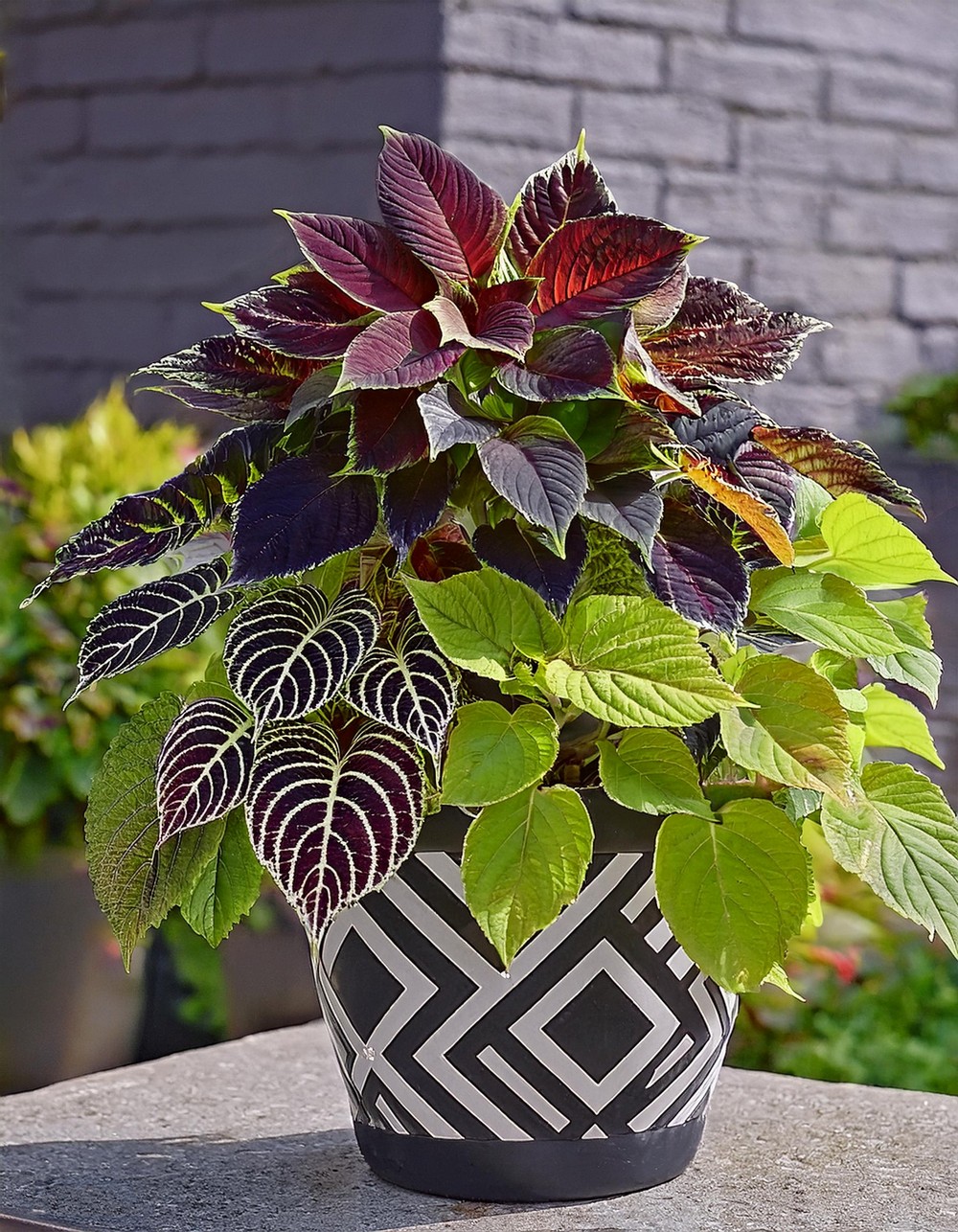 Design a Coleus Container with Bold Patterns