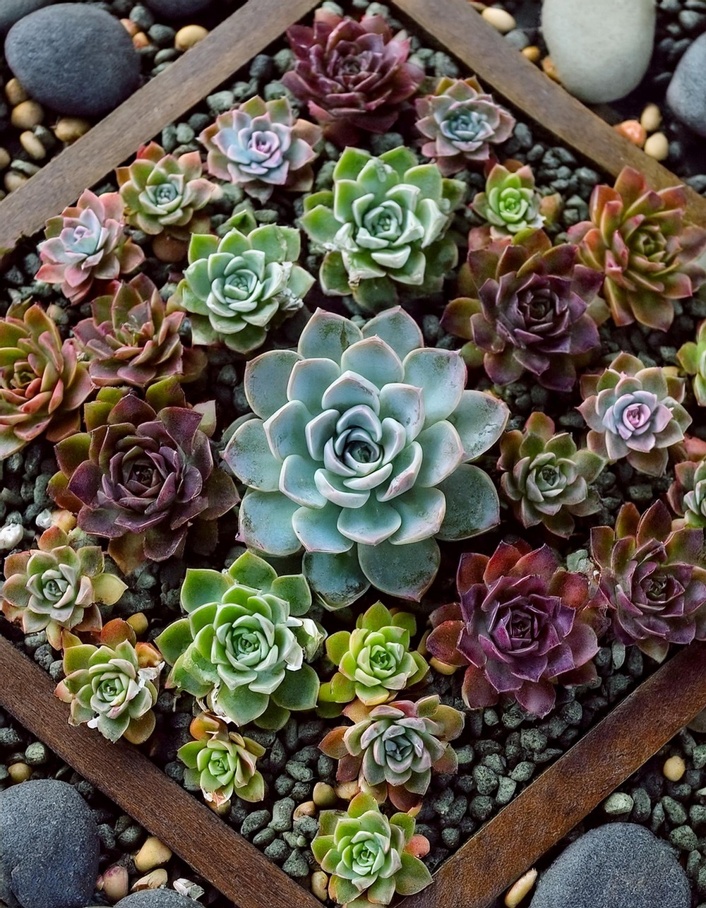 Geometric Patterns with Echeveria