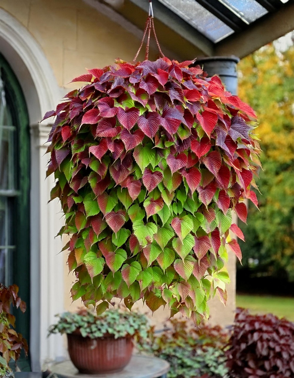 Hanging Coleus Basket