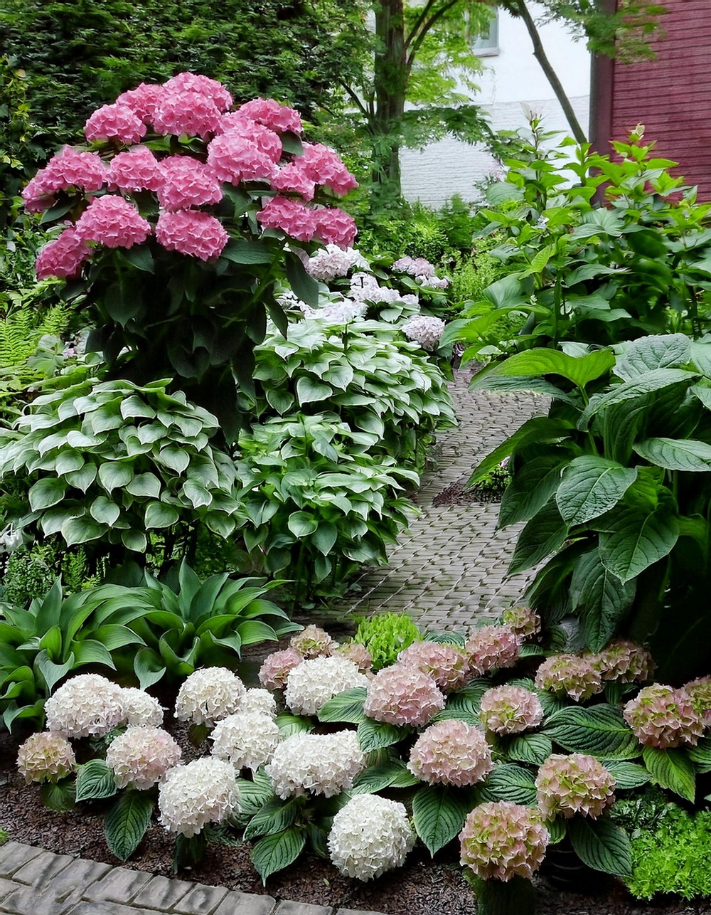 Hydrangea Focal Point in a Small Garden