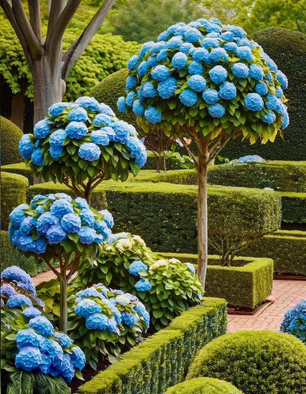 Hydrangeas and Boxwood Topiaries