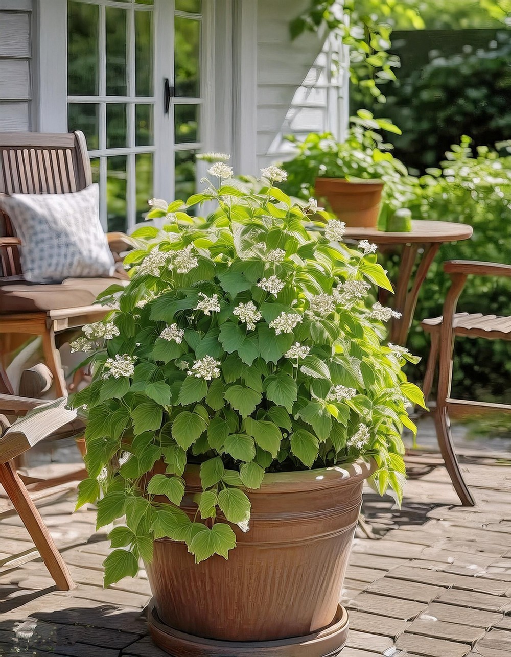 Lemon Balm