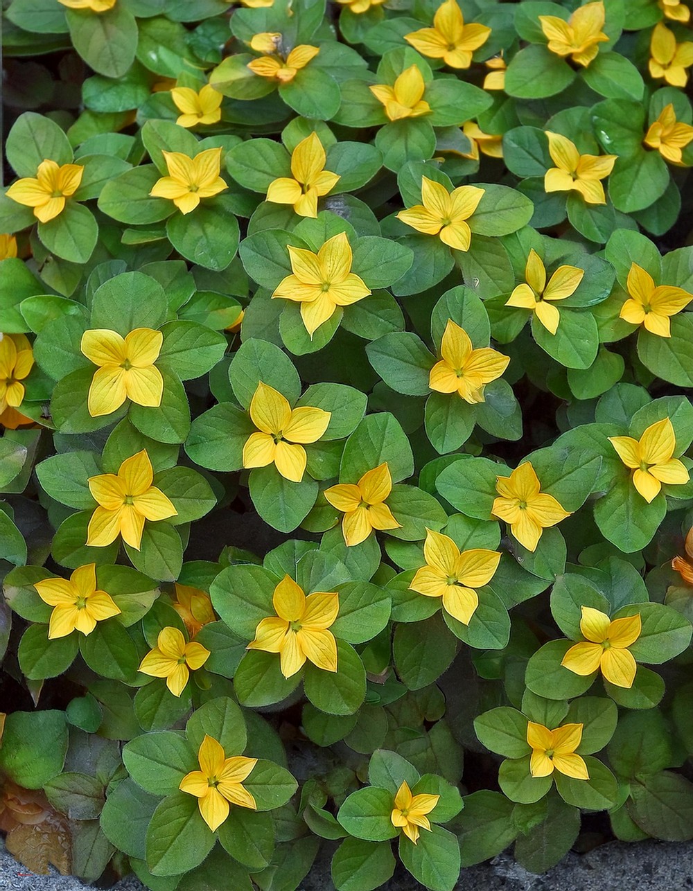 Lysimachia nummularia ‘Aurea’ (Golden Creeping Jenny)