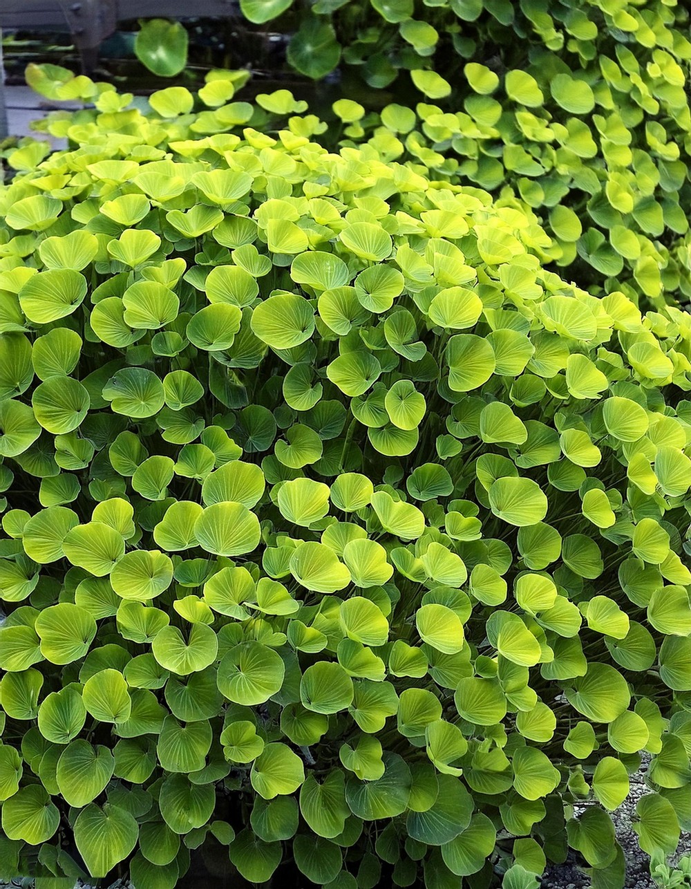 Lysimachia nummularia ‘Lemon Lime’ (Lemon Lime Creeping Jenny)