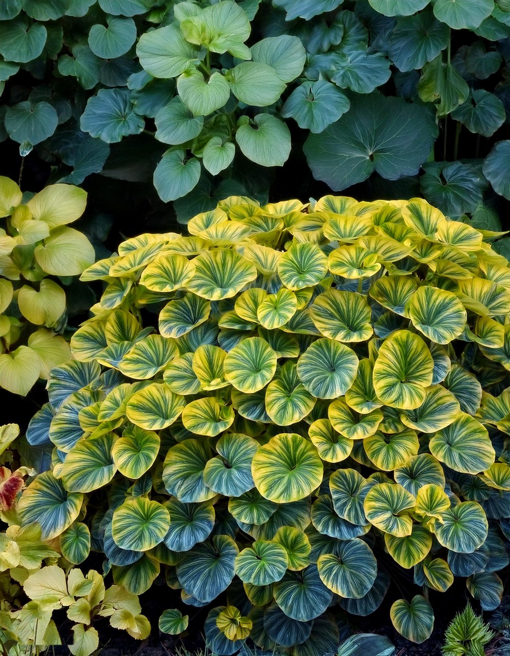 Lysimachia nummularia ‘Moonlight’ (Moonlight Creeping Jenny)