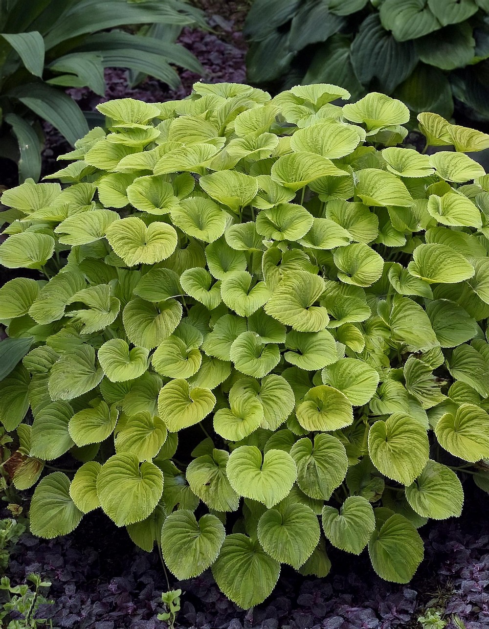 Lysimachia nummularia ‘Silverleaf’ (Silverleaf Creeping Jenny)