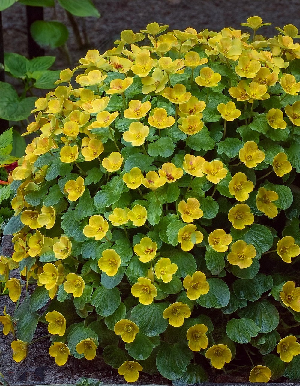 Lysimachia nummularia ‘Solar Eclipse’ (Solar Eclipse Creeping Jenny)