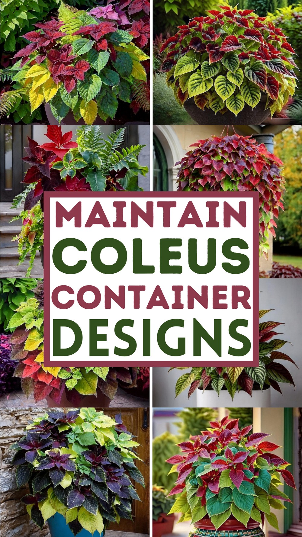 Maintain Coleus Container Designs