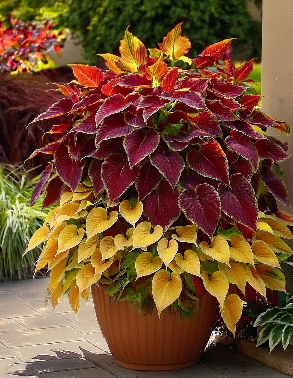 Match Coleus with Ornamental Grasses