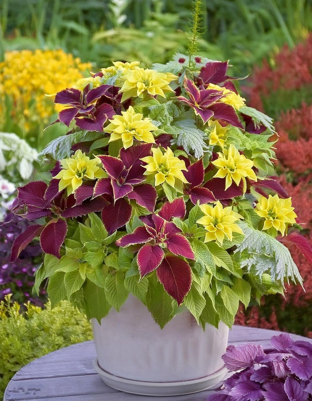 Mix Coleus with Daisy Varieties