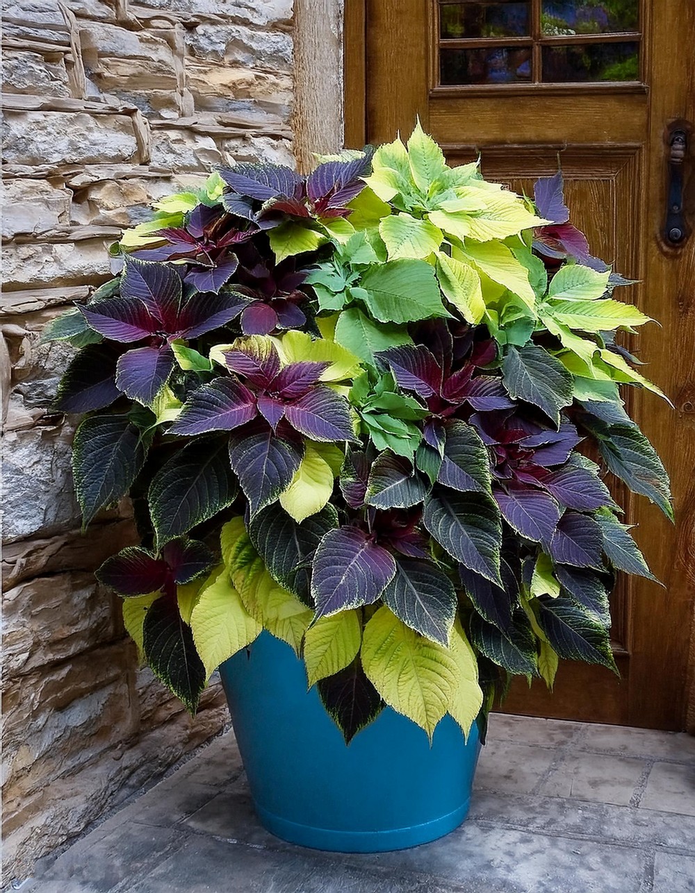 Monochromatic Coleus Container