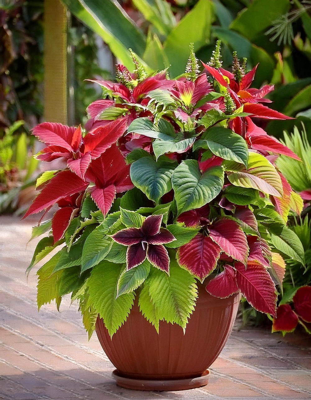 Pair Coleus with Palm Fronds and Hibiscus