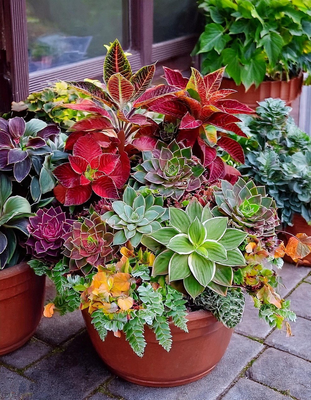 Pair Coleus with Succulents and Cacti