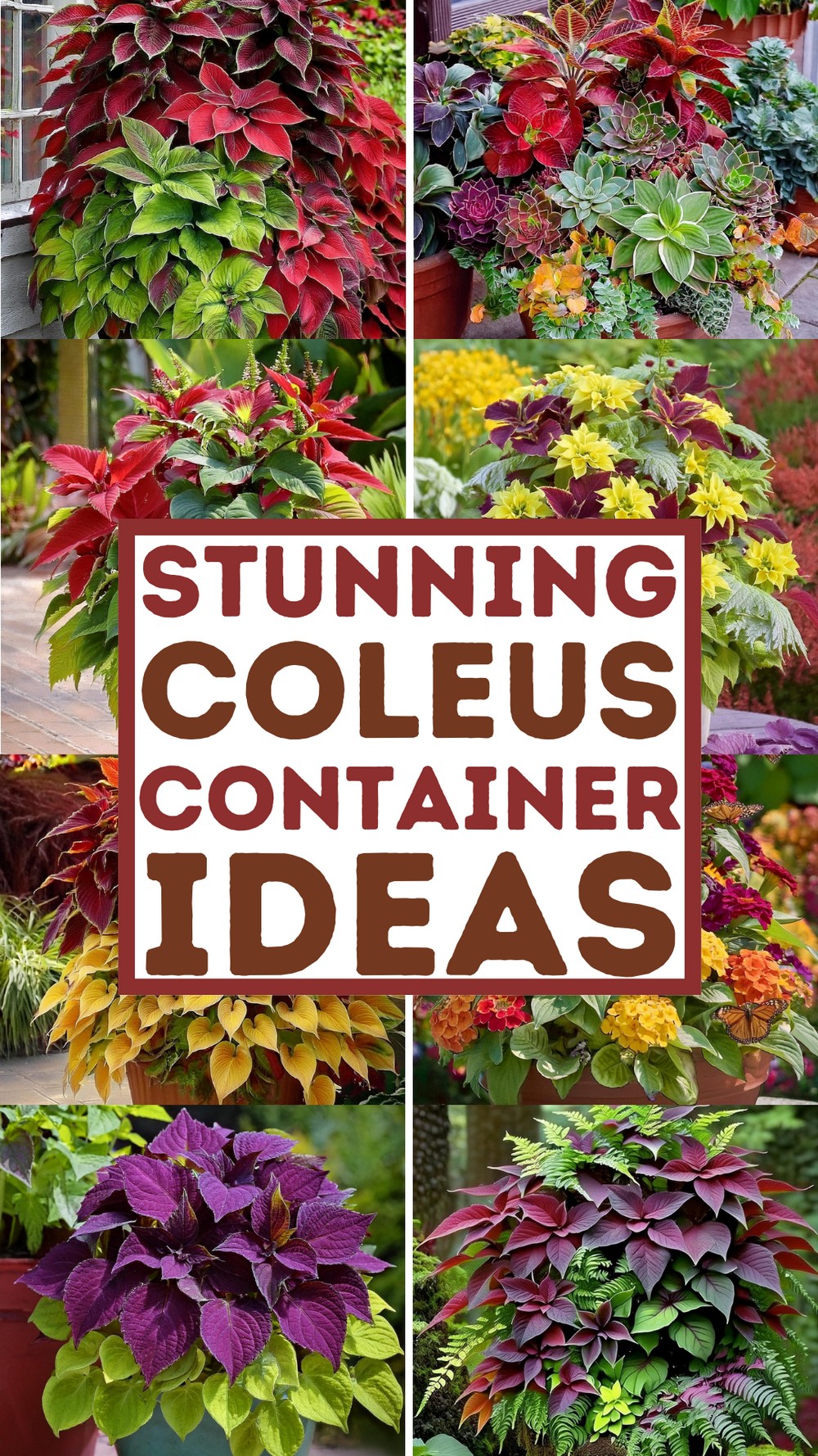 Stunning Coleus Container Ideas