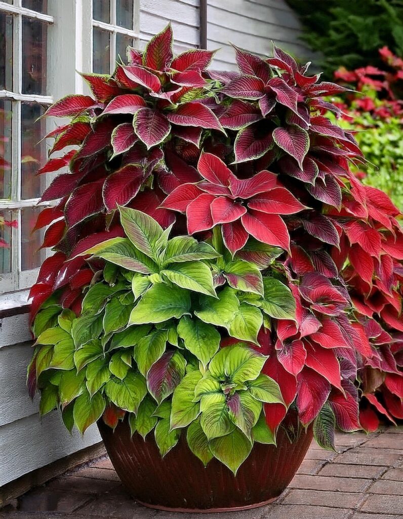 Use Different Coleus Varieties in One Container