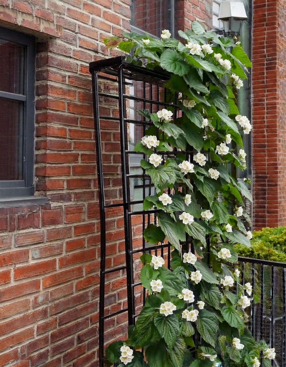 Wall-Mounted Cucumber Ladder