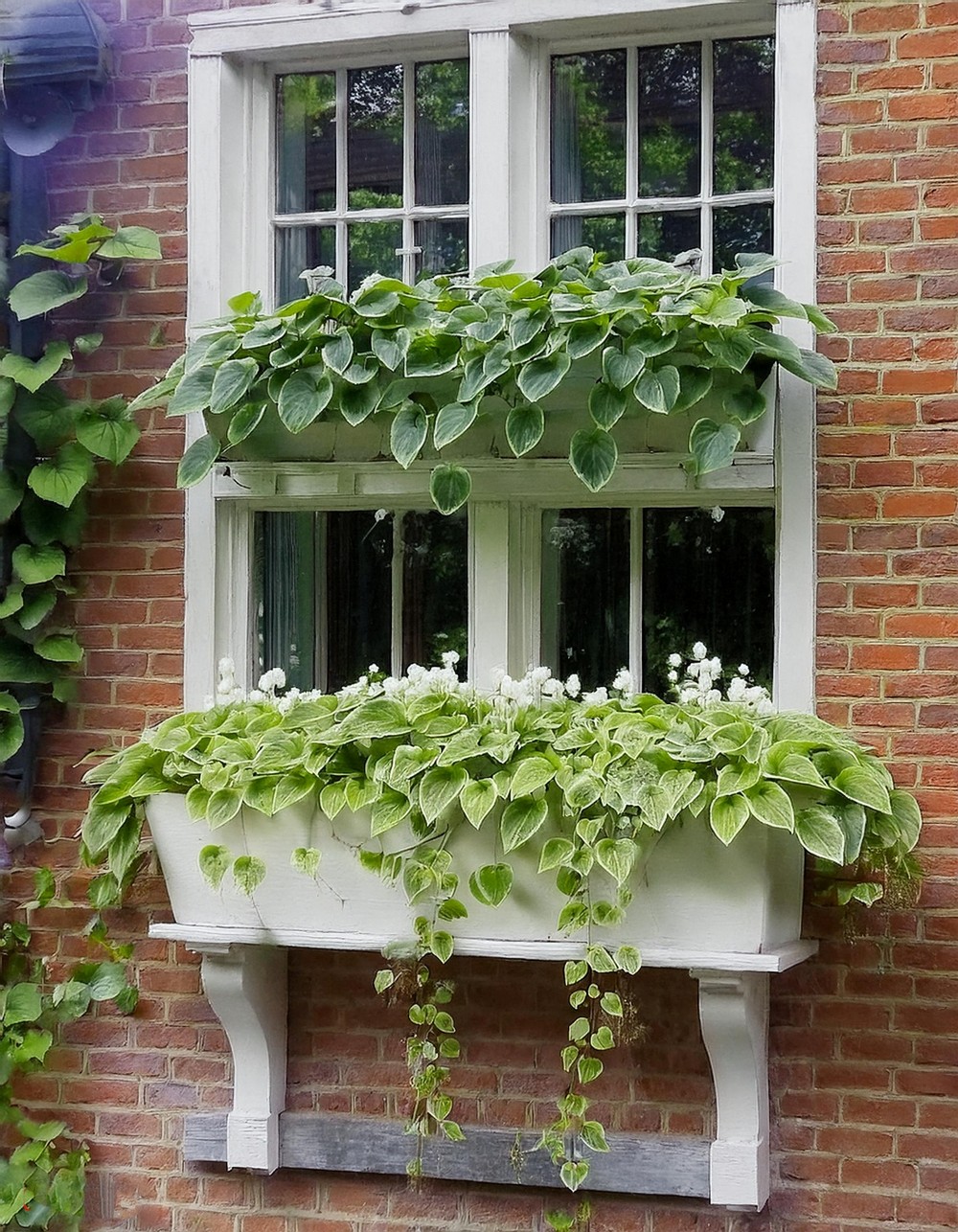 Window Box Trellis